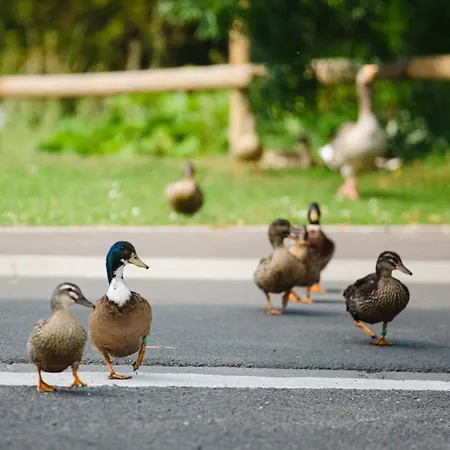 A Avec Balcon Et Parking, Proche - Fr-1-788-41 Apartman Cabourg